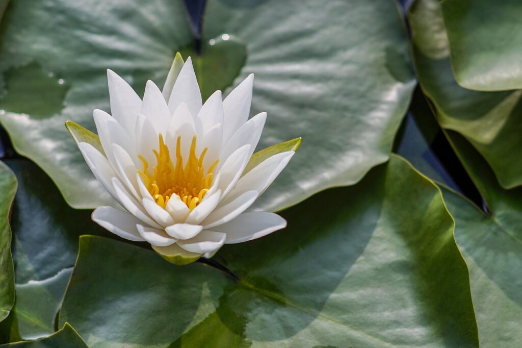 lotus, beautiful flowers, flower-7287044.jpg